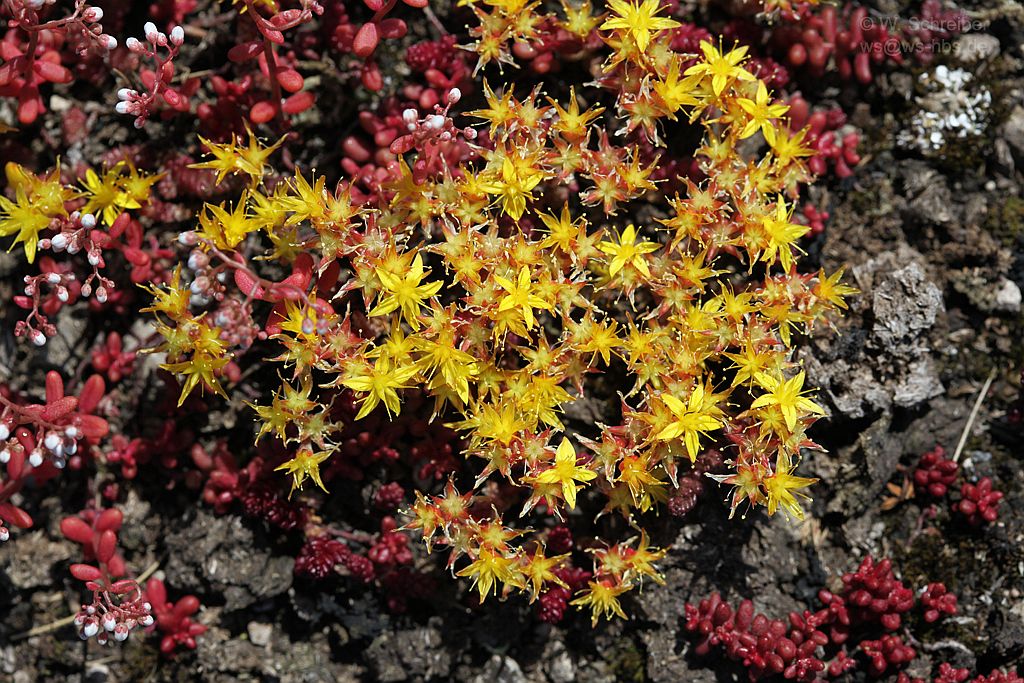 090628-1238 - Mauerpfeffer und Fetthenne